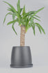 Yucca (Yuka Bitkisi) siyah seramik saksıda - ofis bitkisi