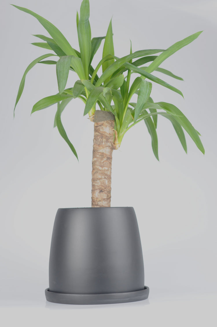 Yucca (Yuka Bitkisi) siyah seramik saksıda - dekoratif bitki