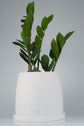 Zamioculcas ZZ Plant Saksılı (Zamia)