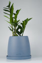 Zamioculcas ZZ Plant Saksılı (Zamia)
