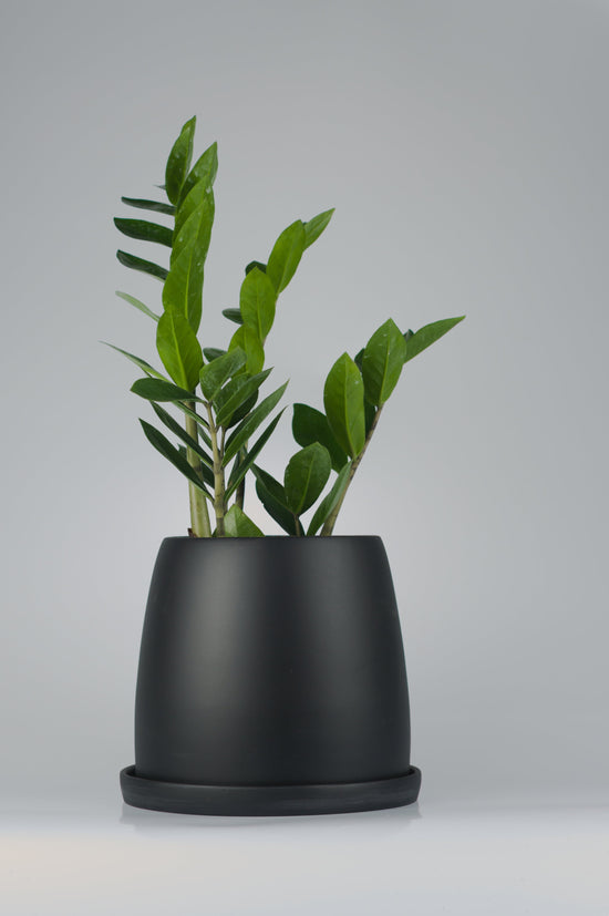Zamioculcas ZZ Plant Saksılı (Zamia)