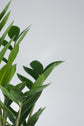 Zamioculcas ZZ Plant Saksılı (Zamia)