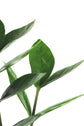 Zamioculcas ZZ Plant Saksılı (Zamia)