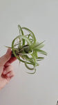 Tillandisa Air Plant (Hava Bitkisi)