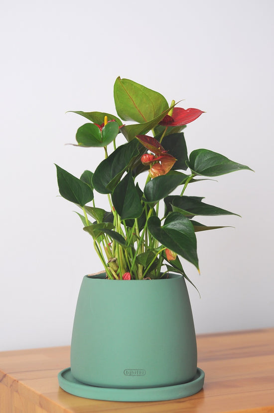 Bipot Saksıda Anthurium Royal (Antoryum)