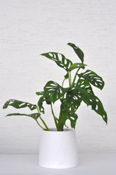 deve tabanı, monstera, monstera adansonii