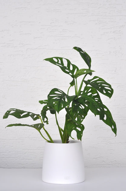 Bipot Saksıda Monstera Adansonii (Deve Tabanı)