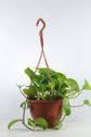 Golden Pothos (Pothos Sarmaşığı-Salon Sarmaşığı)