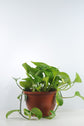 Golden Pothos (Pothos Sarmaşığı-Salon Sarmaşığı)