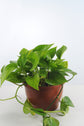 Golden Pothos (Pothos Sarmaşığı-Salon Sarmaşığı)