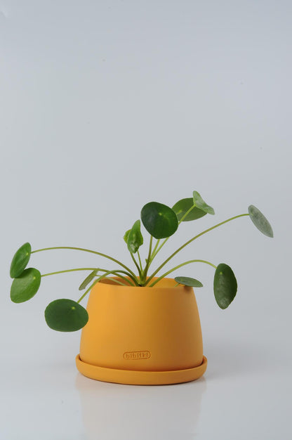 Bipot Saksıda Pilea Peperomioides (Para Çiçeği)