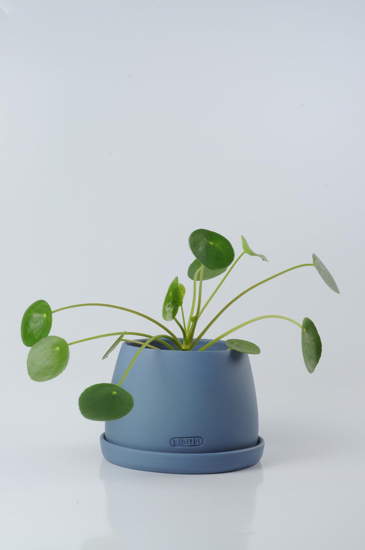 pilea, pilea Peperomioides, para çiçeği, çin para bitkisi