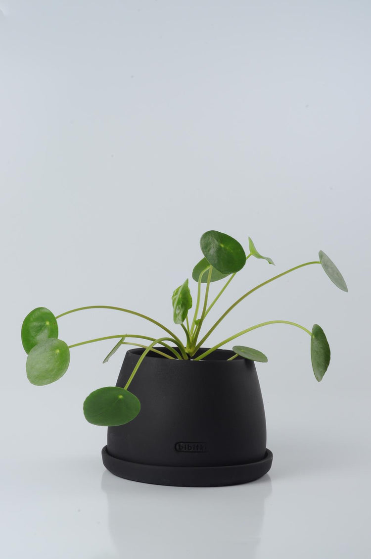 pilea, pilea Peperomioides, para çiçeği, çin para bitkisi