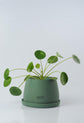 Bipot Saksıda Pilea Peperomioides (Para Çiçeği)