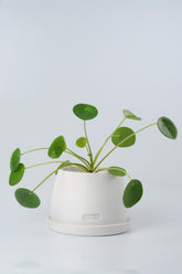 pilea, pilea Peperomioides, para çiçeği, çin para bitkisi