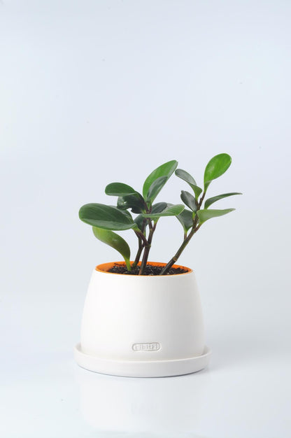 Bipot Saksıda Peperomia Obtusifolia (Zümrüt Dalgası Bitkisi)