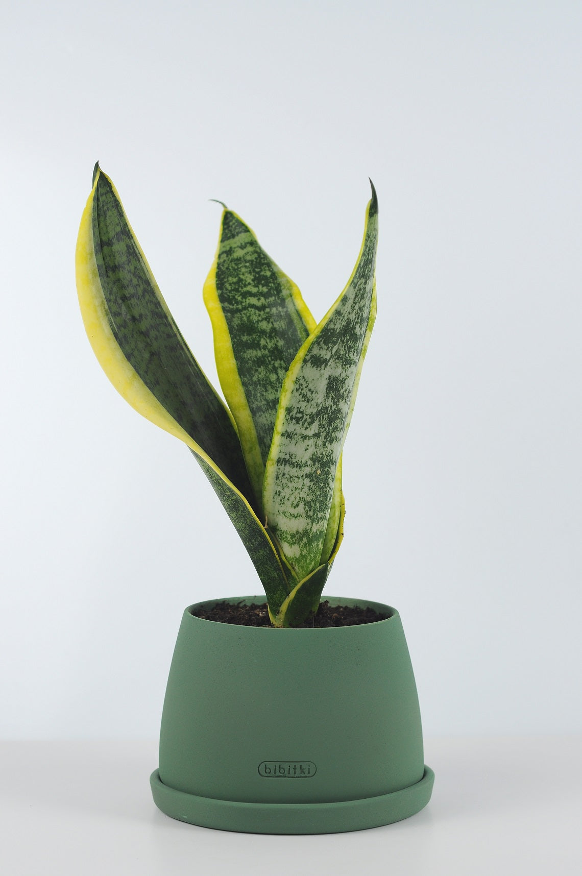 paşa kılıcı, küçük paşa kılıcı, sansevieria, sansevieria black gold, sarılı paşa kılıcı, sansevira