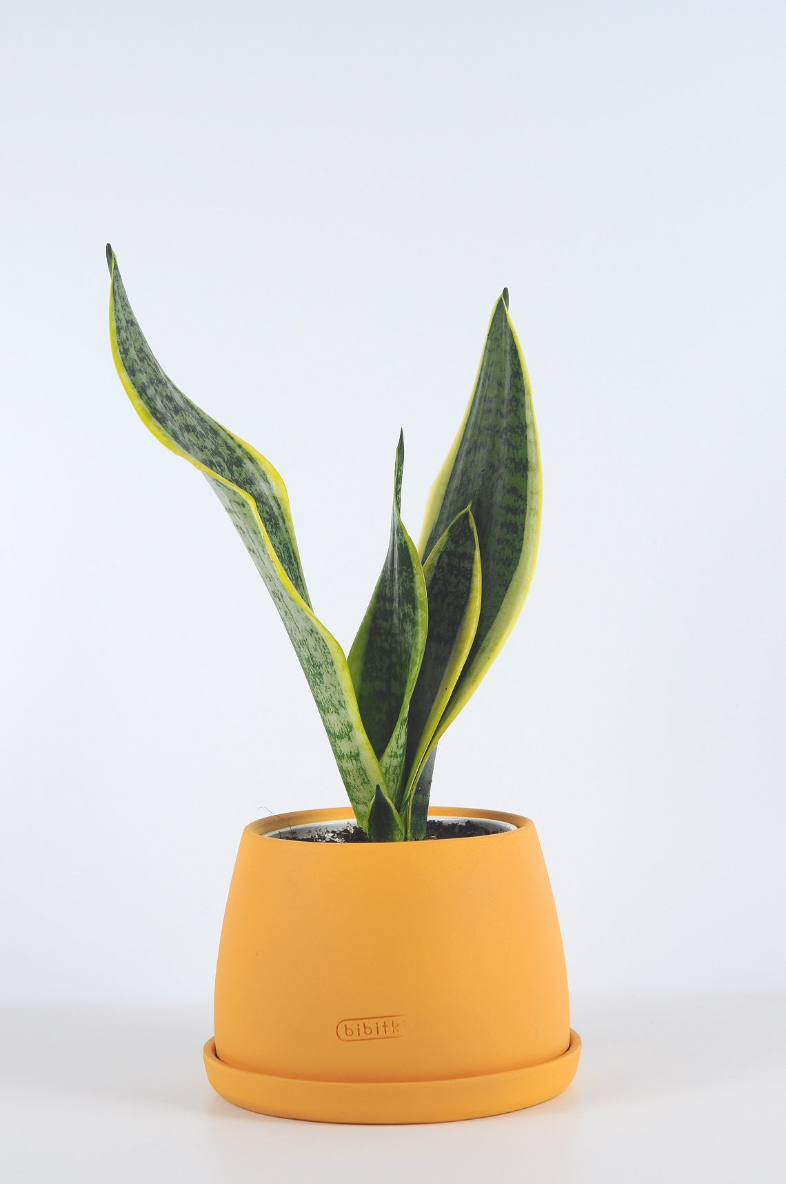 paşa kılıcı, küçük paşa kılıcı, sansevieria, sansevieria black gold, sarılı paşa kılıcı, sansevira