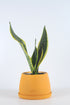 paşa kılıcı, küçük paşa kılıcı, sansevieria, sansevieria black gold, sarılı paşa kılıcı, sansevira