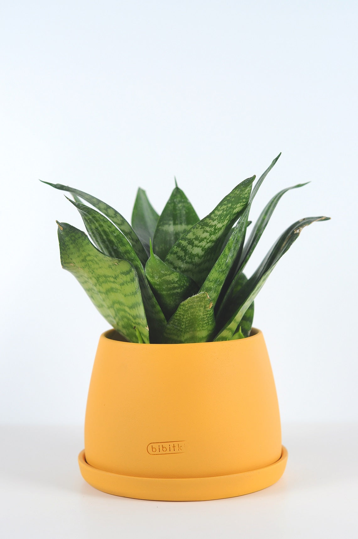 paşa kılıcı, küçük paşa kılıcı, sansevieria, sanseveria, sansevieria bird&