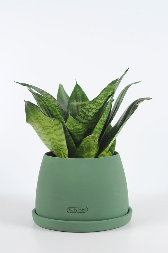 paşa kılıcı, küçük paşa kılıcı, sansevieria, sanseveria, sansevieria bird&