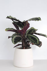 dua çiçeği, calathea, calathea roseopicta marion, calathea marion