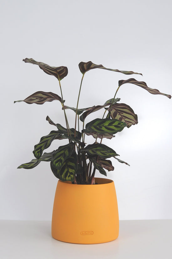 Bipot Saksıda Calathea Makoyana (Dua Çiçeği)