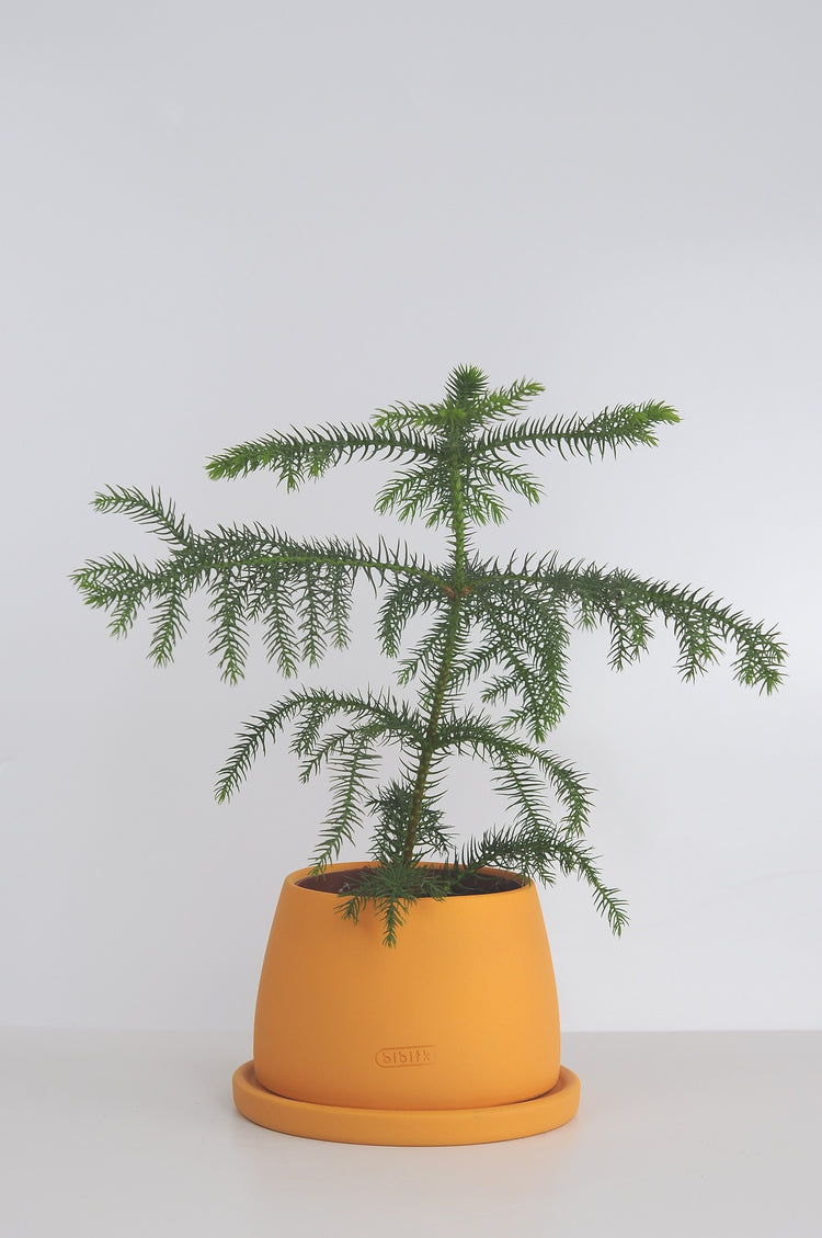 araucaria, arokarya, salon çamı