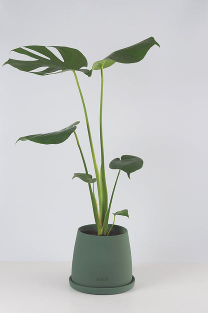 Bipot Saksıda Monstera Deliciosa (Deve Tabanı)