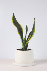 paşa kılıcı, küçük paşa kılıcı, sansevieria, sansevieria black gold, sarılı paşa kılıcı, sansevira