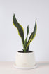 paşa kılıcı, küçük paşa kılıcı, sansevieria, sansevieria black gold, sarılı paşa kılıcı, sansevira