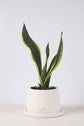 Bipot Saksıda Sansevieria Black Gold (Paşa Kılıcı)