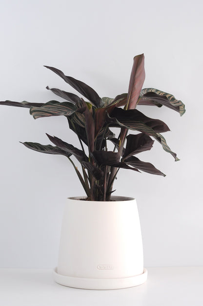 Bipot Saksıda Calathea Sanderiana (Dua Çiçeği)