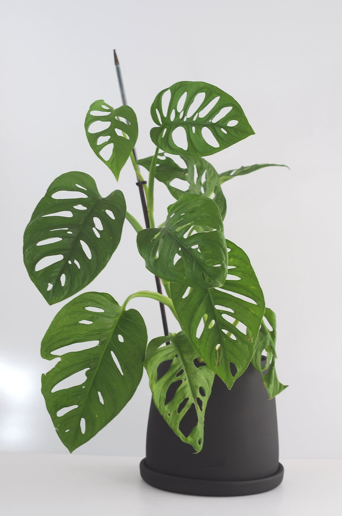 deve tabanı, monstera, monstera adansonii