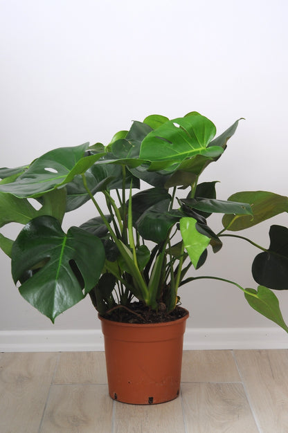 Monstera Deliciosa (Deve Tabanı) Üç Köklü