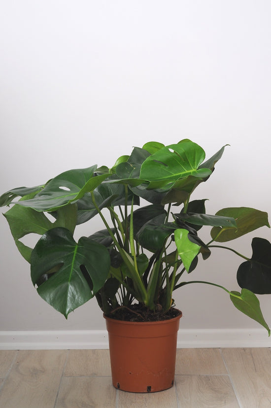 Monstera Deliciosa (Deve Tabanı) Üç Köklü