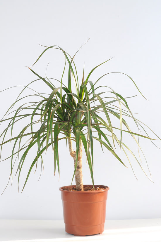 Dracaena Marginata (Drasena Bitkisi)