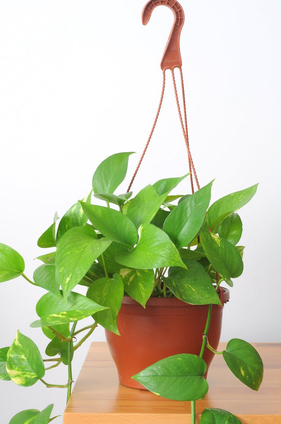 Golden Pothos (Pothos Sarmaşığı-Salon Sarmaşığı)