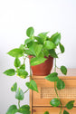 Golden Pothos (Pothos Sarmaşığı-Salon Sarmaşığı)