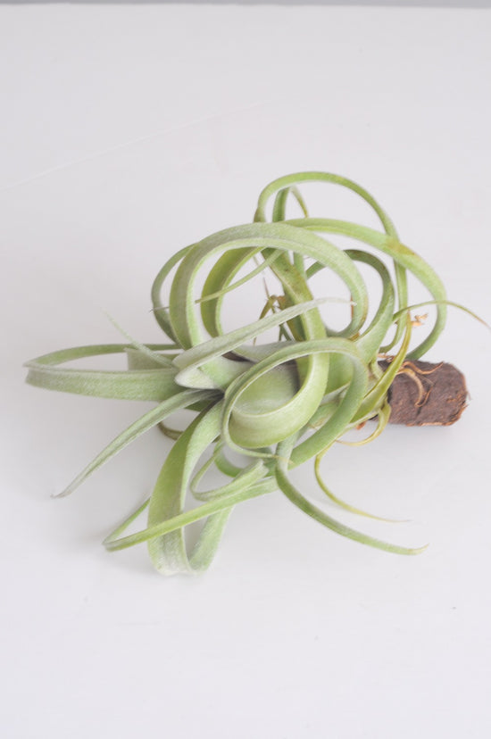 Tillandisa Air Plant (Hava Bitkisi)