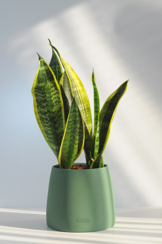 Bipot Saksıda Sansevieria Black Gold (Paşa Kılıcı) Çift Köklü