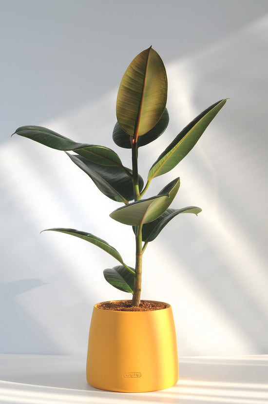 Bipot Saksıda Ficus Elastica (Kauçuk Bitkisi)