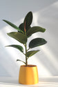 Bipot Saksıda Ficus Elastica (Kauçuk Bitkisi)