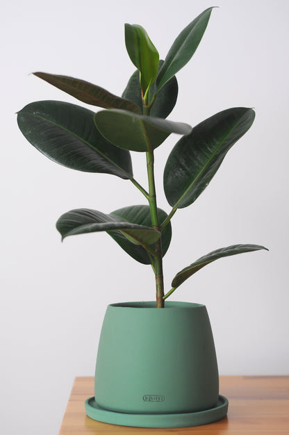 Bipot Saksıda Ficus Elastica (Kauçuk Bitkisi)