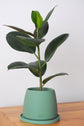 Bipot Saksıda Ficus Elastica (Kauçuk Bitkisi)