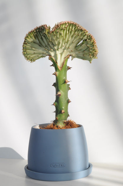 Bipot Saksıda Euphorbia Lactea (Kaktüs)