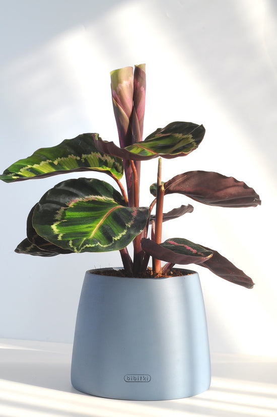 Bipot Saksıda Calathea Medallion (Dua Çiçeği)