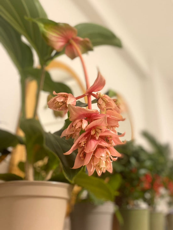 Medinilla Magnifica Malezya Orkidesi (Medine Gülü)