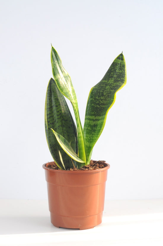 Sansevieria Black Gold (Paşa Kılıcı)