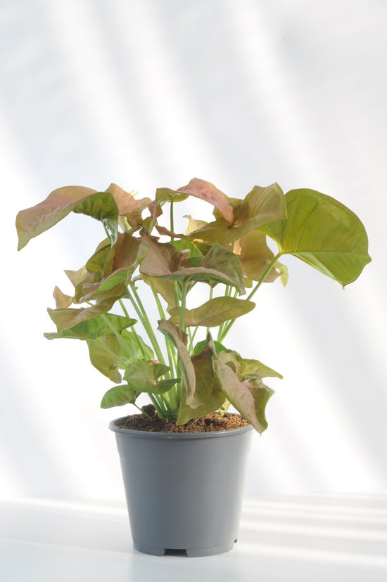 Bipot Saksıda Syngonium Pink (Pembe Ok Başı Sarmaşığı)